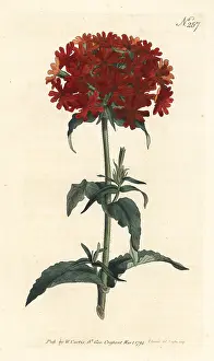 Sansom: Burning love, Silene chalcedonica