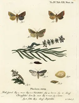 Drinker: Burnished brass and green silver-spangled shark moths