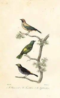 Steel Engraving: Burnished-buff tanager, green-headed tanager and