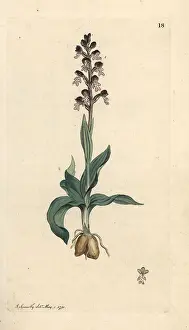 Orchis: Burnt-tip orchid, Neotinea ustulata