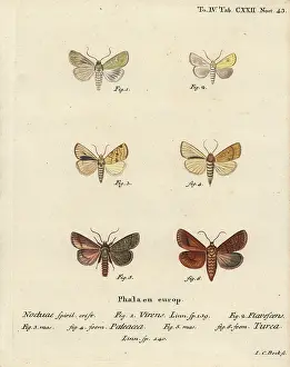 Flounced: Burren green, sallow, angle-striped sallow and double