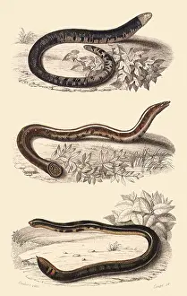Burrowing: Burrowing Lizard and Blind Snake
