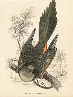 Arara: Burrowing parrot, Cyanoliseus patagonus