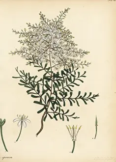 New Holland: Bursaria spinosa