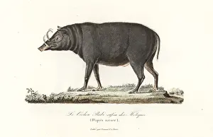 Moluccan: Buru babirusa or Moluccan babirusa, Babyrousa babyrussa