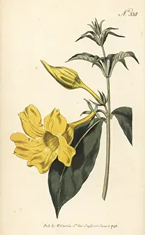 Cayenne: Bush allamanda, Allamanda schottii