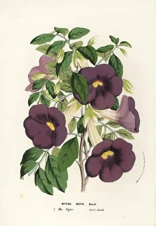 Thunbergia: Bush clockvine and king's-mantle, Thunbergia erecta