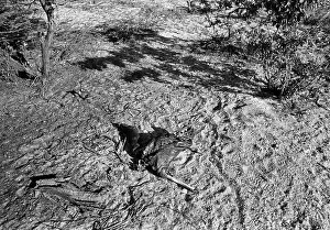 1908s: Bush of Ghosts - Life and War in Namibia 1986-1990