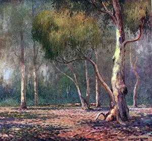 Jervis: In The Bush, Jervis Bay