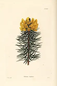 Shotter: Bush pea, Pultenaea stipularis