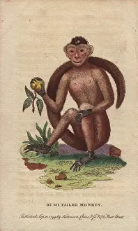 Weeper: Bush-tailed, sajou or weeper capuchin monkey