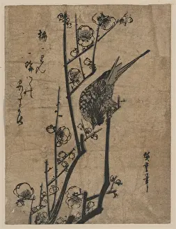 Blossoming: Bush warbler on a plum branch