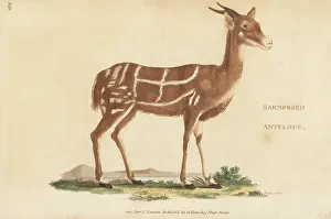 G. Kearsley: Bushback, male, Tragelaphus scriptus
