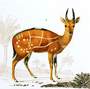 Antilope: Bushbok (Antilope scripta)