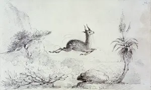 Bushbuck: A Bushbuck, 1835-1839