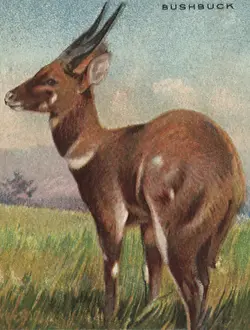 Bushbuck: Bushbuck