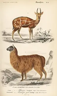 Antilope: Bushbuck antelope, Tragelaphus scriptus, and