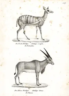 Oryx: Bushbuck and common eland