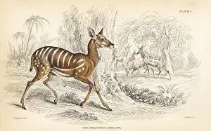 Harnessed: Bushbuck, Tragelaphus scriptus