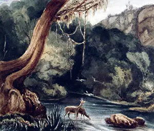 Bushbuck: Bushbucks Drinking at the Kat River, 1835-1839