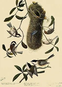 Minimus: Bushtits and Chickadees