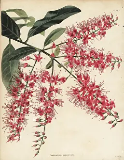 Combretum: Bushwillow, Combretum coccineum