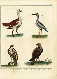 Bustard: Bustard, curlew, buzzard and moor buzzard
