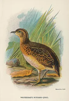 Bustard: BUSTARD-QUAIL