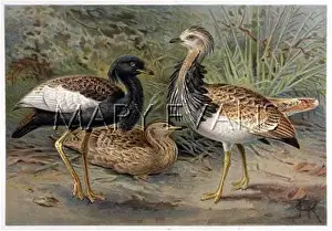 Bustard: TWO BUSTARDS