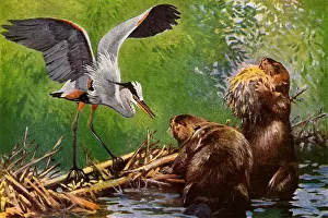 Beavers: Busy Beavers
