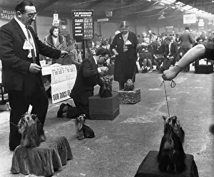 Yorkie: Busy scene at a dog show