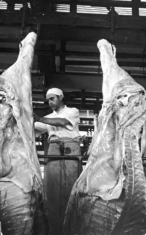 Carcasses: BUTCHER & CARCASSES