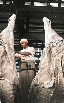 Carcasses: BUTCHER & CARCASSES