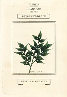 Aculeatus: Butcher's broom, Ruscus aculeatus