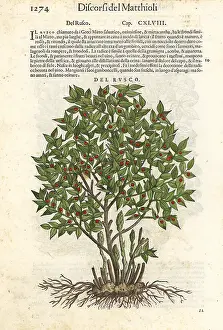 Mattioli: Butcher's-broom, Ruscus aculeatus