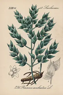 Aculeatus: Butcher's broom, Ruscus aculeatus