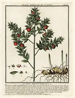 Femina: Butcher's broom, Ruscus aculeatus