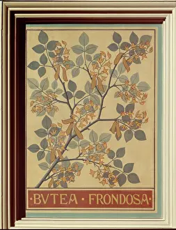 Fabidae: Butea frondosa, flame of the forest