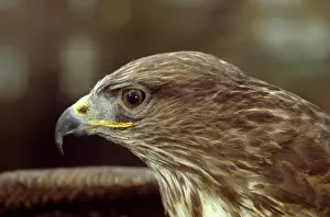Accipitridae: Buteo buteo, common buzzard
