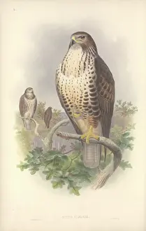 Fagaceae: Buteo buteo, Eurasian buzzard