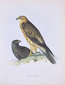 Galapagos: Buteo galapagoensis, Galapagos hawk