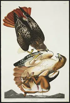 Red Tailed: Buteo jamaicensis, red-tailed hawk