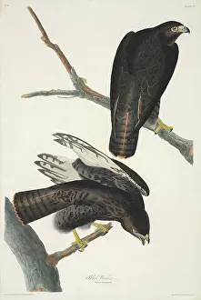 Red Tailed: Buteo jamaicensis, red-tailed hawk