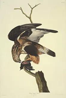 Buzzard: Buteo lagopus, rough-legged buzzard