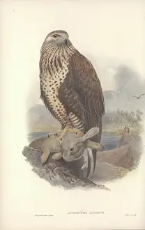 Buzzard: Buteo lagopus, rough-legged buzzard