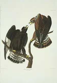 Elphick: Buteo lagopus, rough-legged buzzard