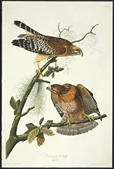Shouldered: Buteo lineatus, red-shouldered hawk