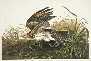 Rana: Buteo lineatus, red-shouldered hawk