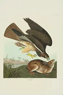 Buteo: Buteo swainsoni, Swainson's hawk