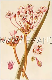 Umbellatus: BUTOMUS UMBELLATUS